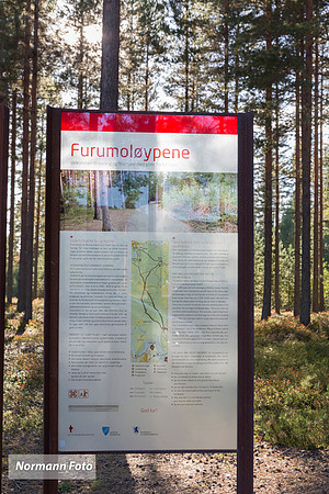 furumo_Geithus03